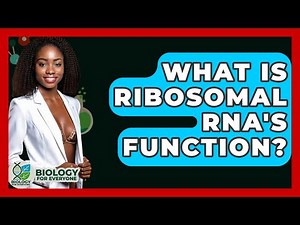 What Is Ribosomal RNA's Function? - Biology For Everyone