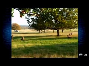 'Fenton! Man Chasing Dog Chasing Deer' Video Goes Viral: 'GMA' Play of the Day