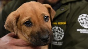 28 dogs rescued from dog meat farm