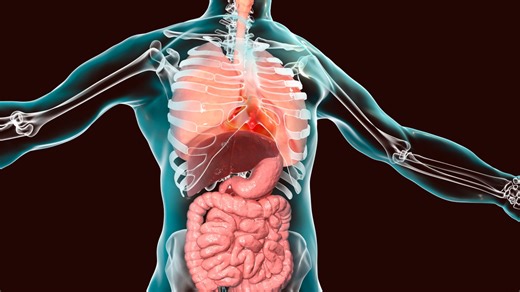 Everything that happens to your body once you stop eating meat