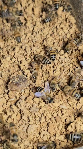 7.8K views · 79 reactions | Bee activities, pollen collection. | Phary BeeKeeper | Facebook