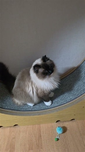 큰 고양이 미미 ##랙돌미티드 #큰고양이 #시트콤 #찐집사 #cat