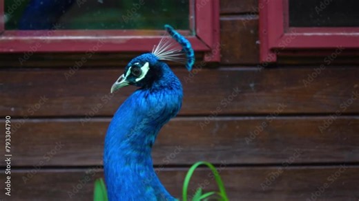 Indian peafowl (Pavo cristatus), also known as the common peafowl, and blue peafowl, is a large and brightly coloured bird, is a species of peafowl native to the Indian subcontinent.