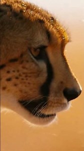 Epic Savannah Chase: Cheetah, Wildebeest & the Shimmering Lizard Dust Burst