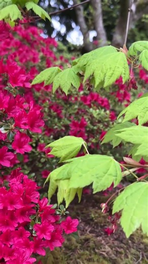 Spring blooms showcase a beautiful Puget Sound forecast