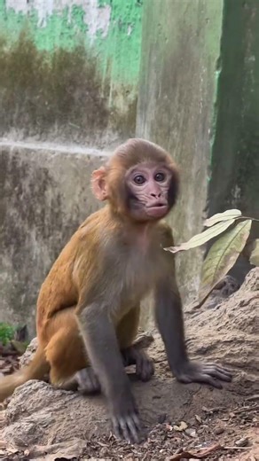 #comedy #reels #monkeycomedy #funny #monkeymovies #shortsfeed