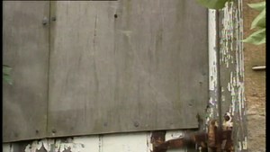 CBEEBIES Brum Series 4 Episode 1 - Brum And The Kitten Rescue : Free Download, Borrow, and Streaming : Internet Archive