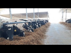 Feeding 2000 cows in Israel
