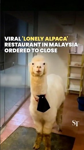 Viral 'lonely alpaca' restaurant in Malaysia ordered to close
