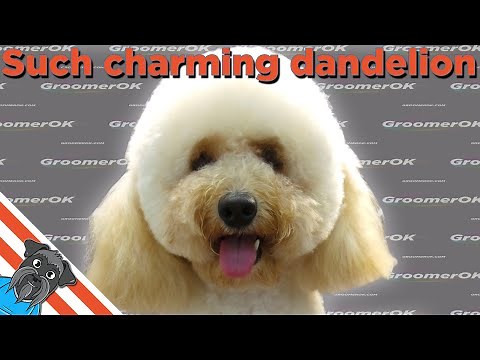 How to Groom a Maltipoo? Grooming head