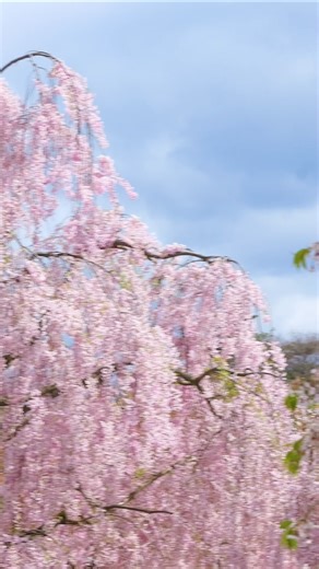 🌸 Cherry blossoms around Hirosaki Castle looked absolutely stunning this golden week. 😌 The sakura season is about to wrap up, with the last blossoms in northern Japan starting to fade. Where did you enjoy cherry blossoms this year? 📅 We followed the season through different parts of Japan! Here is our report with dates and locations: https://reurl.cc/W0yXjD | LIVE JAPAN