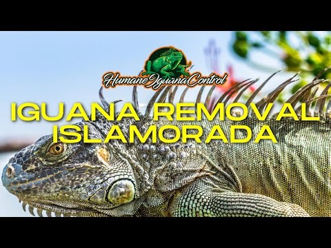 Managing Iguana Infestations in Islamorada: Tips and Strategies