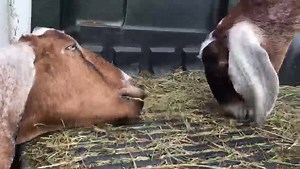 4.3K views · 354 reactions | How many Nubian goats does it take to raid a feed truck? THREE! | Catskill Animal Sanctuary | Facebook