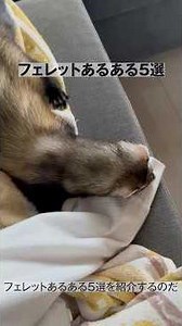 フェレットあるある5選 #フェレット #フェレットのいる生活 #ペット動画 #ferret #ペット #pets #あるある #animals