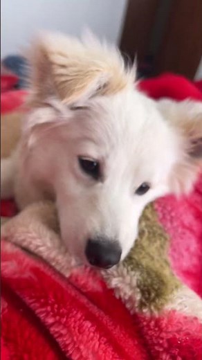 La boo boo labobo #funk