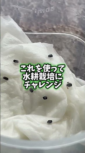 大人の自由研究 8月からスタート！畑のバジル種で水耕栽培にチャレンジ #家庭菜園 #水耕栽培#バジル