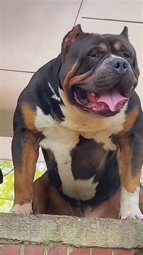 H I M #dogs#dogsofinstagram#reels#bully | Create Greater