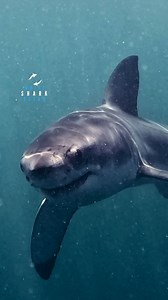 Young Great White Shark Investigating In Clear Blue Water | White Shark Ocean