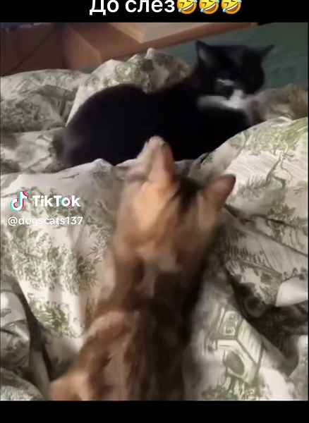 Funny Animal Videos Compilation 2024