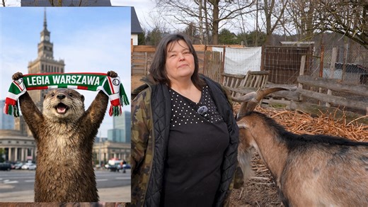 To miał być normalny film o planowanych inwestycjach, o "okropnych kojcach" i w ogóle bardzo na serio. Ale najpierw Pączek założył szalik Legii, potem kozioł próbował rozebrać dr Izę, a na końcu operator dostał w hmm... no wiecie w co i trochę obraz uciekł 😁 To dziwny film, ale w sumie z poważnym przesłaniem 🙃. Dobrego dnia Kochani :) | Fundacja Wzajemnie Pomocni