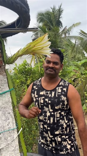 Maranramya | Dragon poo pothachu🤗#minivlog#gardening#trendingnow#maranramya#dragonflower | Instagram