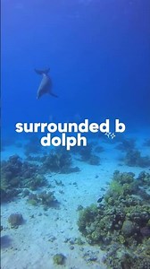 PADI Diver Diaries: Diving with Dolphins