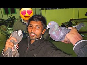 Kabootar Pakda Or Wapas kr Dia Raat Me🤣