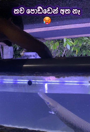 Alligator Gar Hand Feeding: A Thrilling Experience