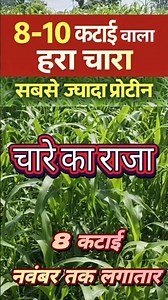 This green fodder, which gives 8–10 harvests, is highly nutritious for animals and helps in incre...