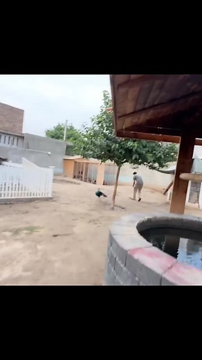 #shehrmaindehat #shehrmaindihat #viral #animals #pets #petvlog