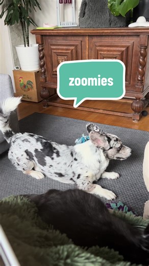 Understanding Dog Zoomies: Why They Happen