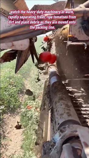 🍅 Sorting Tomatoes from Debris! Tomato Harvest Technology #farming #farmer #village #tomato #machine