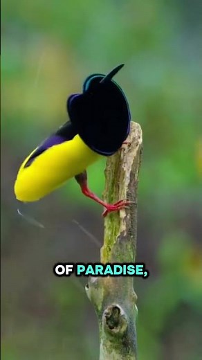 🐦 7 Birds-of-Paradise That Look Too Incredible to Be Real #birdswatching