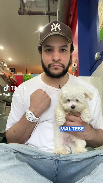 Puppy Math: Yorkie, Maltese, and Morkie Mix | Cute Puppy TikTok