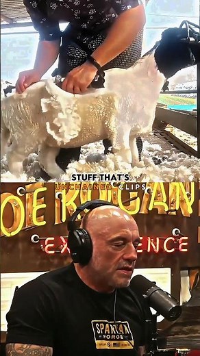 Why Joe Rogan Loves Wool