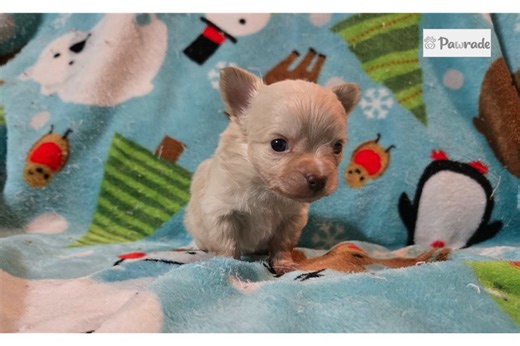 Daniel - Chihuahua Puppy 04DC2C