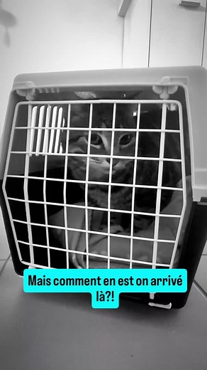 15 reactions · 5 comments | Astuce de la semaine Comment mettre un chat dans sa caisse de transport en deux leçons (enfin surtout une!) Astuce bonus: Laisse la boîte de transport toujours à sa disposition il l'a considérera comme un petit bout de chez lui  #petfriendly #explorapattes #voyagerautrement #catlovers #voyagesinsolites #chatstagram #femmeentrepreneuse #voyageavectonchat #maviedechat | Explor'à Pattes | Facebook