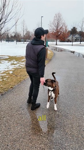 Practice first with your dog on a long line, then when they're no longer testing the line, switch to a dragging line, and finally, once they've shown that they're ready for it, give off-leash, a try, and a safe fenced-in area. #DogTraining #DogTrainer #PuppyTraining #DogTrainingTips #DogTrainingAdvice. | Thepainfreepettrainer
