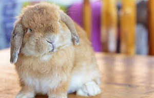 How To Make A Rabbit Harness - Cuteness