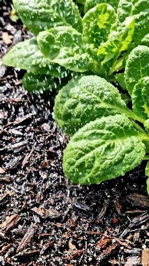 Mini Sprinkler Irrigation System |GreenAgrix