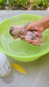 Small baby bathed with warm water in morning 🥰 #monkeyface #MonkeyLife #monkeylove #monkey | LuLu Family