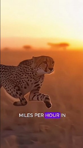 How a Cheetah's Body is a Speed Machine #facts #animals #wildlife