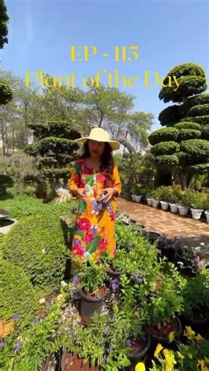 Episode 115 of Plant of the Day — Duranta Erecta💜