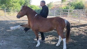 Teaching Spanish Walk with Bridge & Target