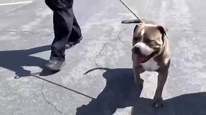 18K views · 1.2K reactions | After so many days of seeing him depressed and shut down, we got to see this adorable guy take his fun FREEDOM Run out of the Shelter today, thanks to all of your SHARING! Happy life sweet D'BO <3 PHOTO THREAD: https://www.facebook.com/savingcarsonshelterdogs/photos/a.219655291540446.1073741846.171850219654287/586351431537495/?type=3&theater | Saving Carson Shelter Dogs | Facebook