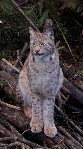 Silent paws. Sharp eyes. The true ghost of the forest 🐾 #Lynx #WildNordic #NatureMagic #EurasianLynx | Sondre Eriksen Hensema Photography