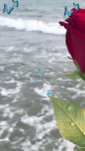 Mesmerizing Roses and Butterflies in Stunning Settings