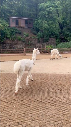 Alpaca World, Seoul , Korea #alpaca #alpacaworld #seoul #seoultravel #korea #koreatravel #travel