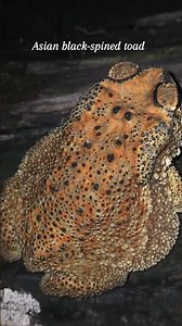 The Asian Black-spined toad #frog