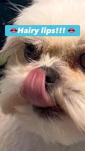 💋 Hairy lips, anyone? When those long face floofs start tucking into the mouth, it’s not just a bad look — it’s uncomfortable, can trap bacteria, cause staining, and make breath smell like pond water. 🤢 That’s where the Forward Comb Wiggle™️ comes in. Yes, it’s a thing. Yes, I named it. No, you won’t find it in the grooming textbooks (yet). This technique untucks those sneaky lip hairs ready for a safe tidy-up — leaving the mouth area fresh, comfy, and kiss-ready. 🐶 ⚠️ Pro tip: only for train